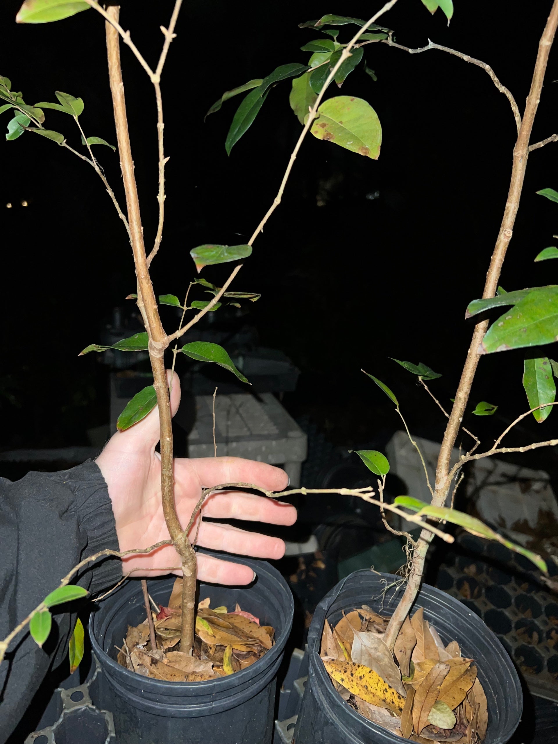 3ft tall Plinia sp. 