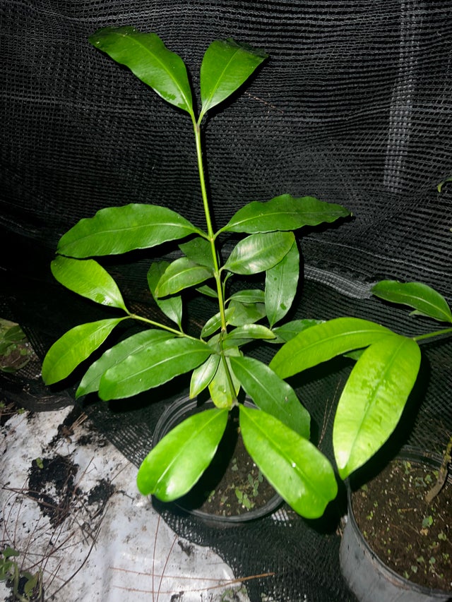 Flying Fox Fruits FL Nursery Registration #48014693