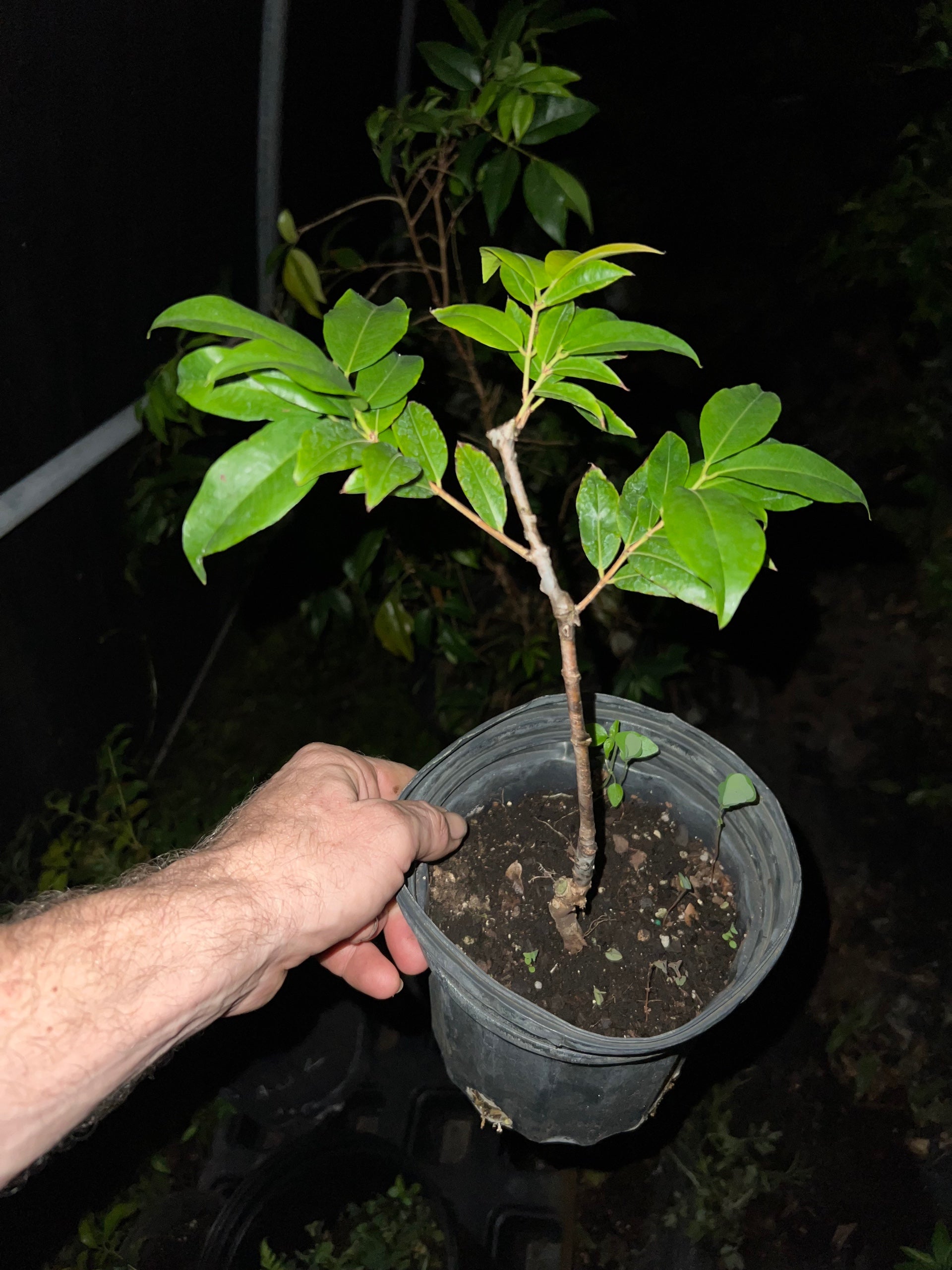 Grafted Plinia sp. 