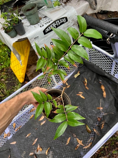 603〓希少ジャボチカバ Plinia sp.'Cambucá-roxo' 603〓希少ジャボチカバ Plinia sp.'Cambucá-roxo'