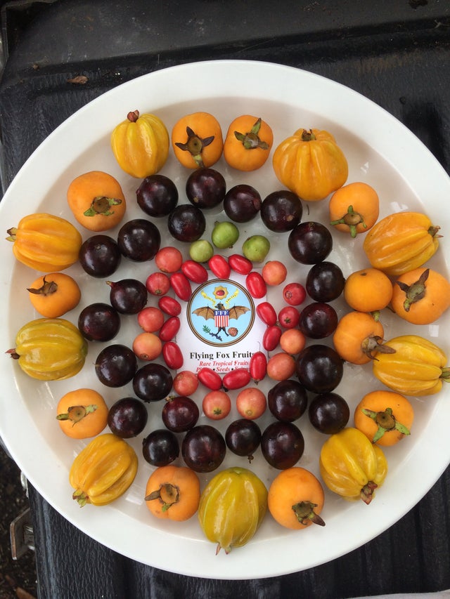 Flying Fox Fruits FL Nursery Registration #48014693