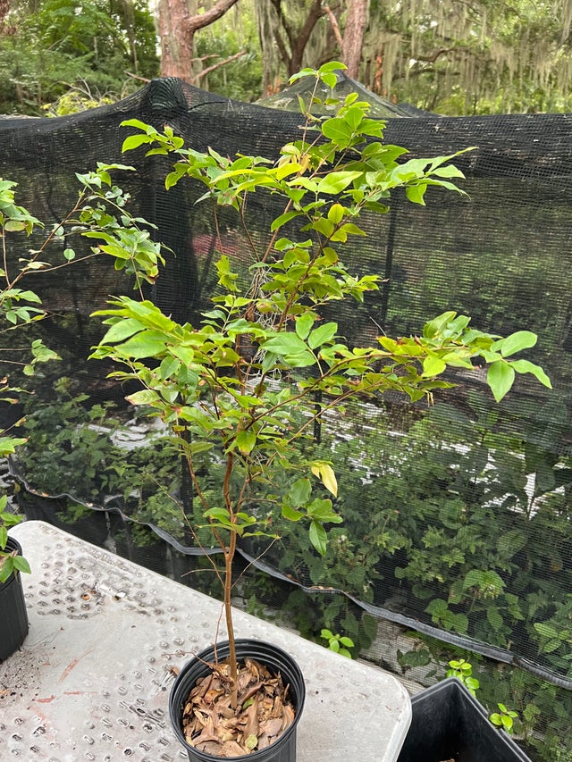 Flying Fox Fruits FL Nursery Registration #48014693