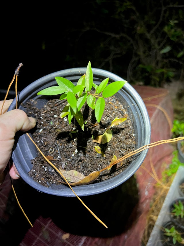 Flying Fox Fruits FL Nursery Registration #48014693