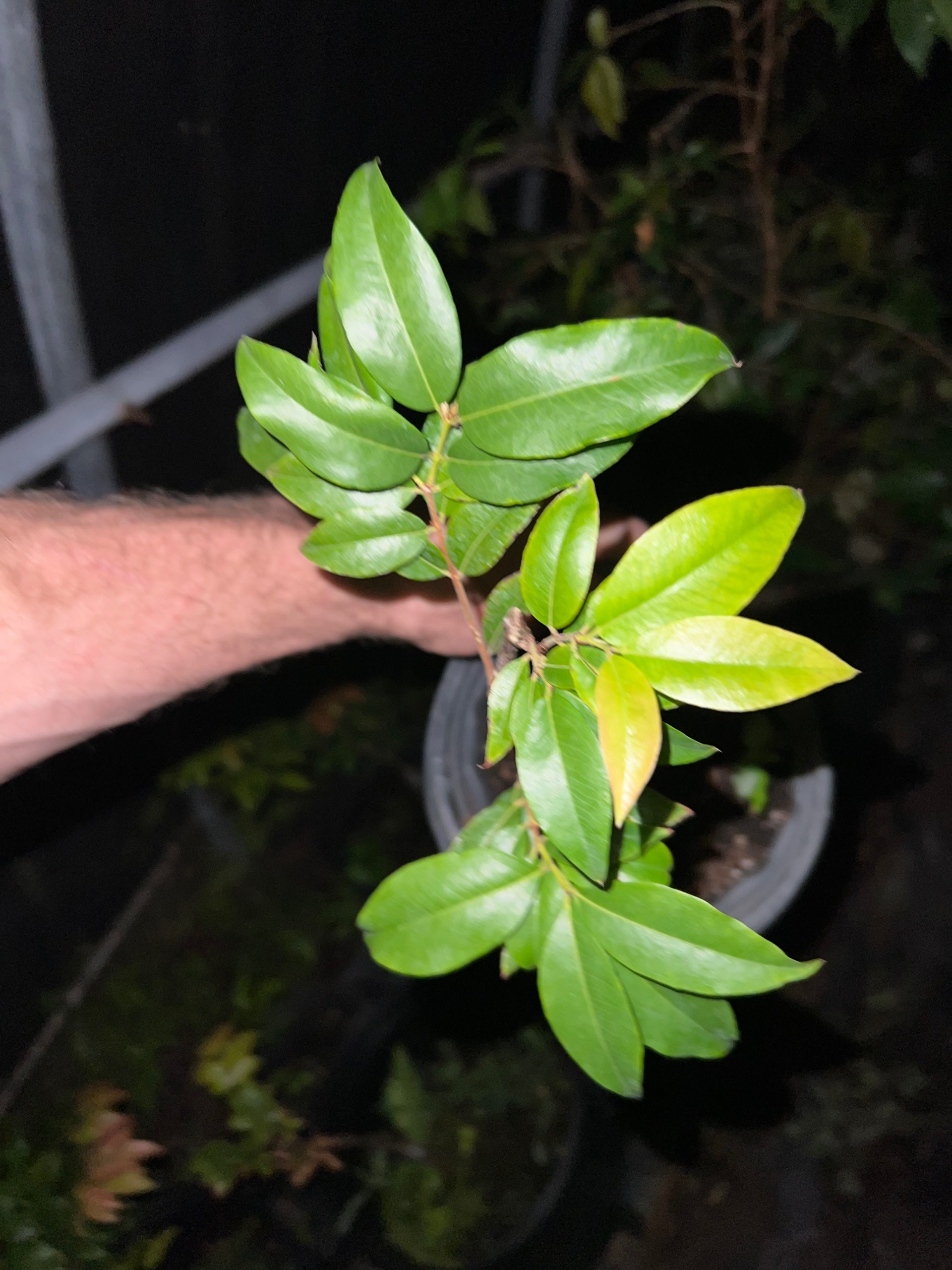 Grafted Plinia sp. 