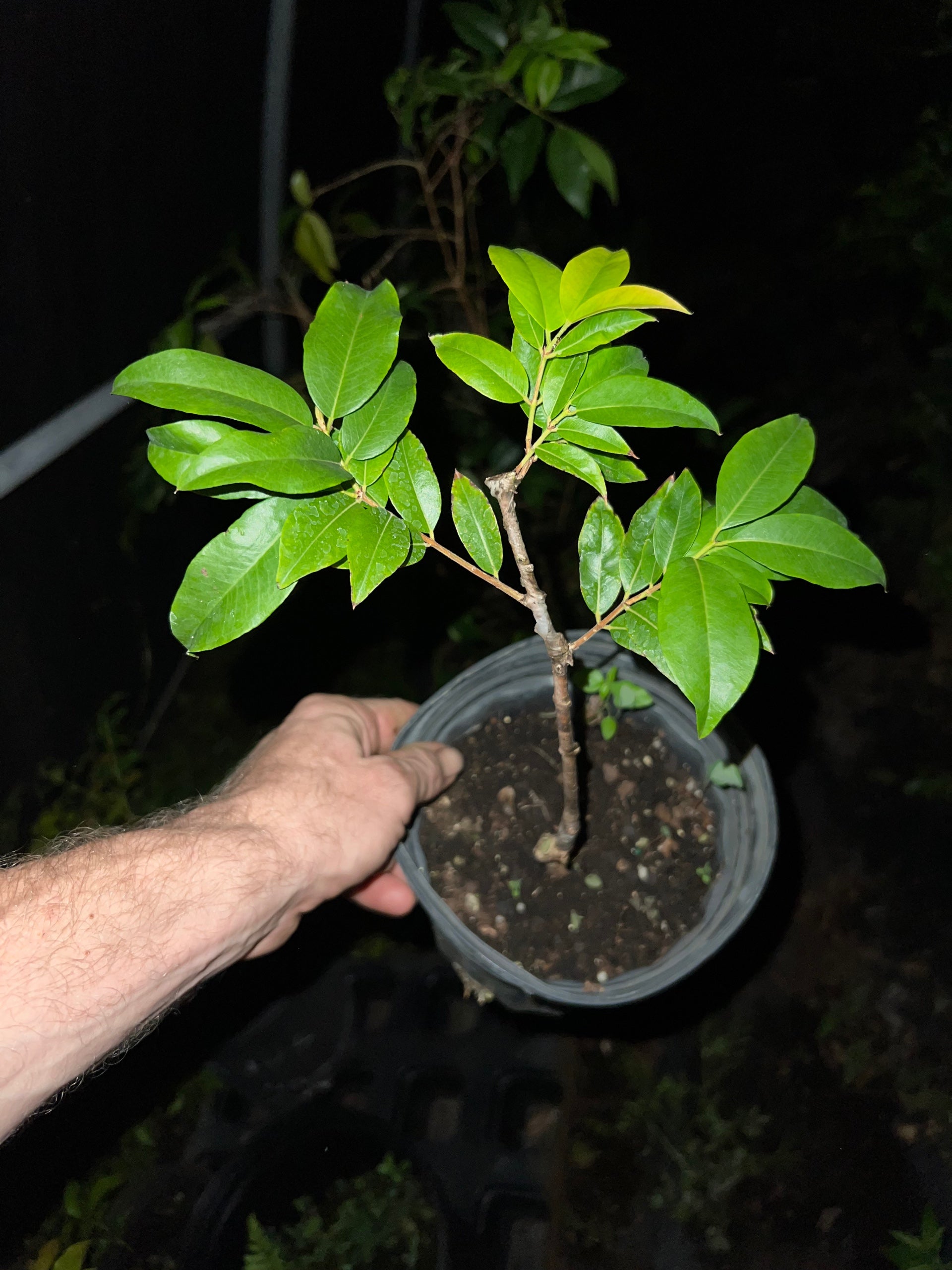 Grafted Plinia sp. 