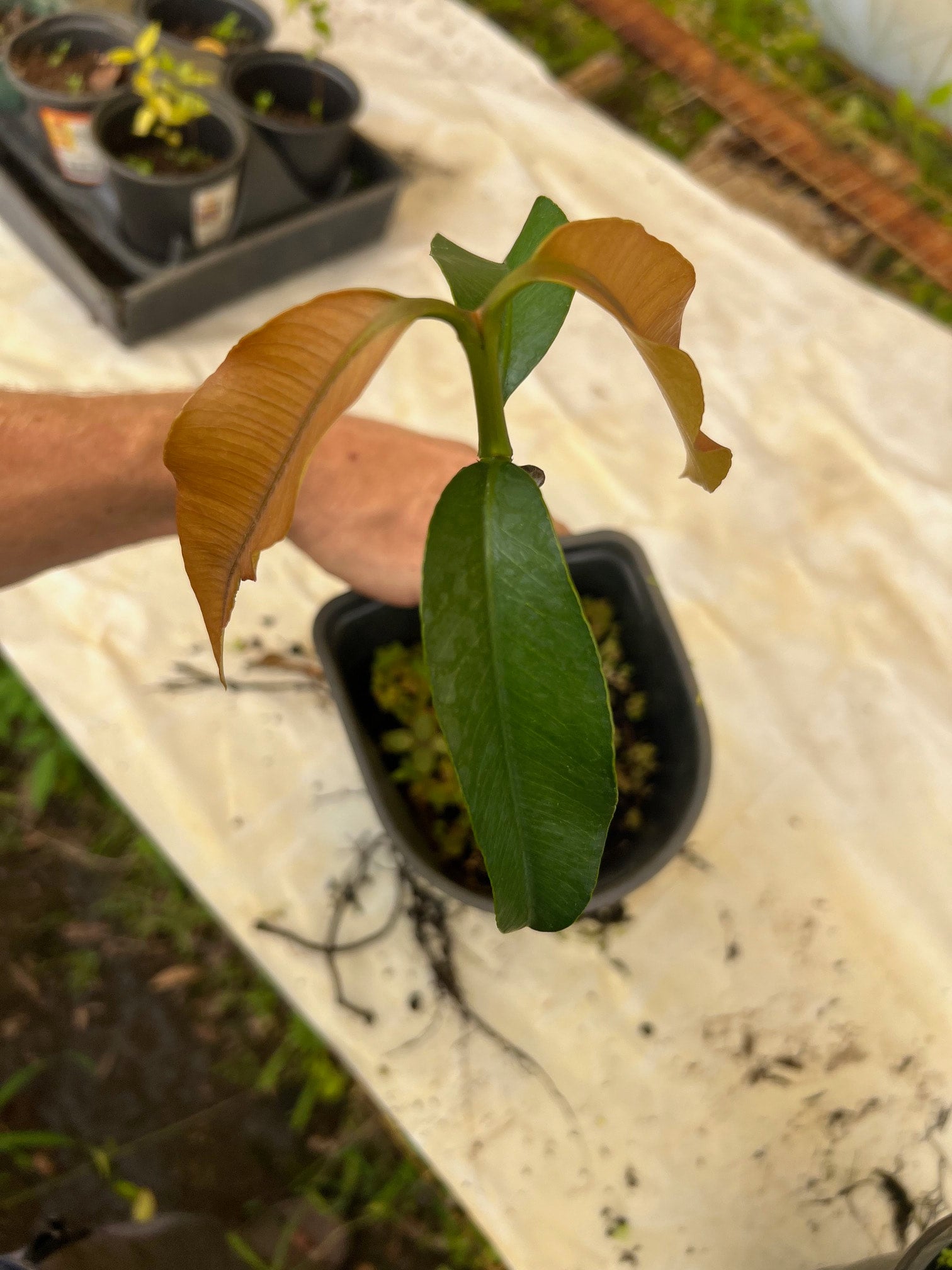 GRAFTED "Luc's" Garcinia sp. " Mexican Mangosteen" RARE Fruit Tree